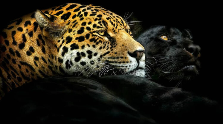 Closeup Photos Of Wildlife Animals By Pedro Jarque Krebs