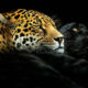 Closeup Photos Of Wildlife Animals By Pedro Jarque Krebs