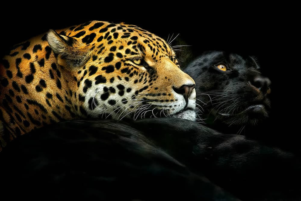 Pedro Jarque Krebs Showcases Stunning Close-Up Portraits Of Wild Animals