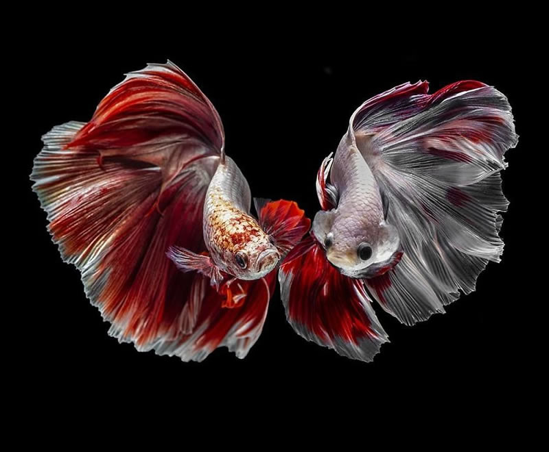 Dazzling World Of Betta Fish By Andi Halil
