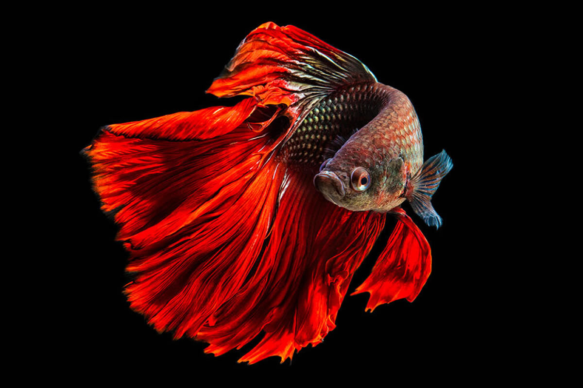 Dazzling World Of Betta Fish By Andi Halil