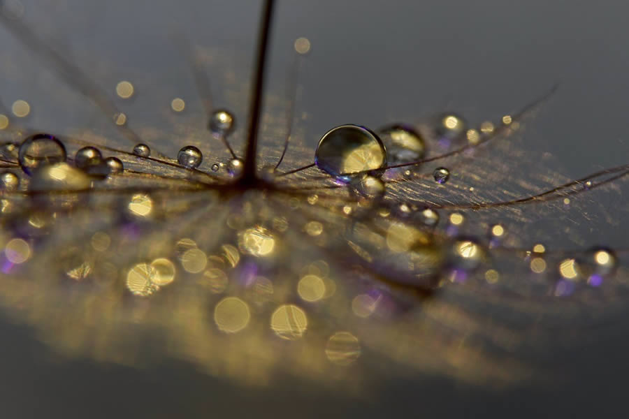 Beautiful Macro Photos Of Droplets By Heidi Westum