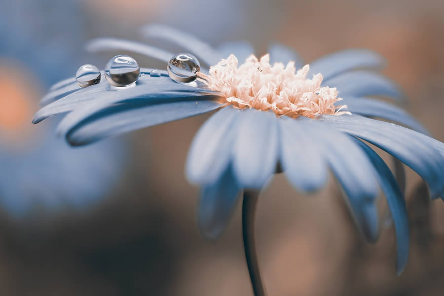 Beautiful Macro Photos Of Droplets By Heidi Westum