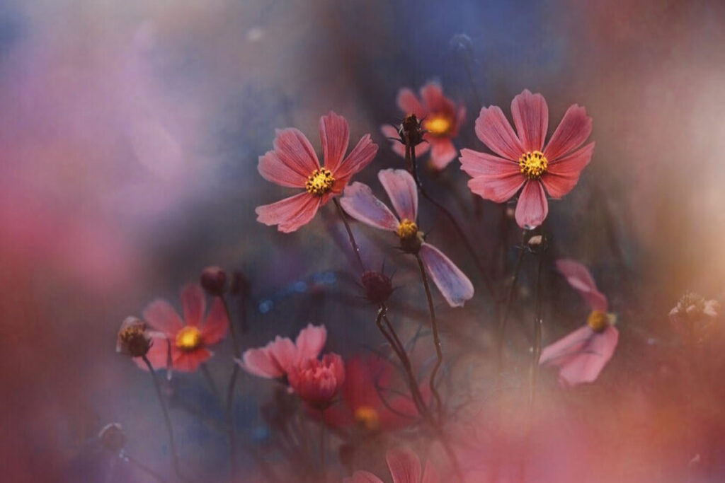 Macro Photos Of Flowers By Ena