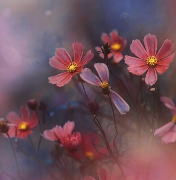 This Japanese Photographer Captures Mesmerizing Macro Photos Of Flowers