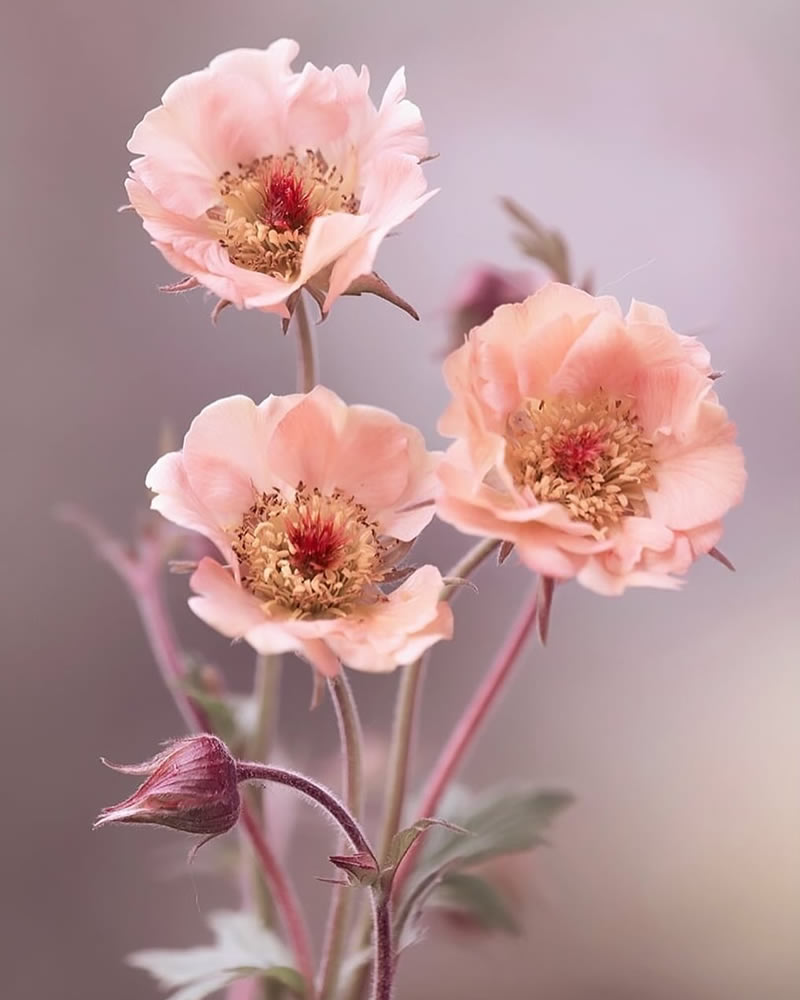 Mesmerizing Macro Photos Of Flowers By Kasia Pietraszko