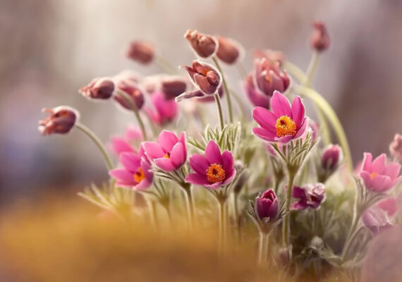 Polish Photographer Kasia Pietraszko Captures Mesmerizing Macro Photos Of Flowers