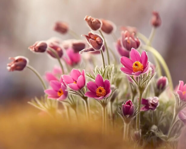 Polish Photographer Kasia Pietraszko Captures Mesmerizing Macro Photos Of Flowers