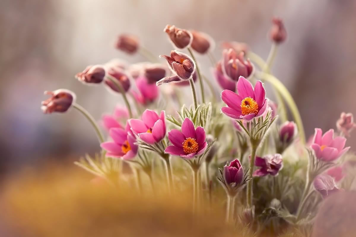 Mesmerizing Macro Photos Of Flowers By Kasia Pietraszko