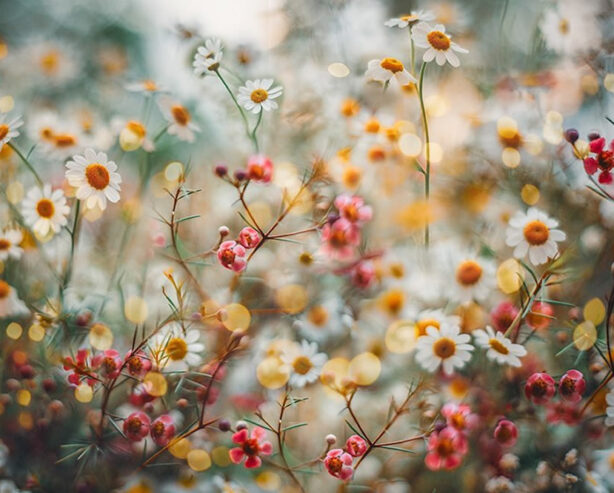 Award-Winning Photographer Lucy Ketchum Captures Enchanting Photos Of Flowers