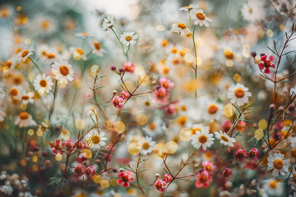 Award-Winning Photographer Lucy Ketchum Captures Enchanting Photos Of Flowers