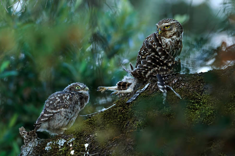 Bird Photography Winners - GDT Nature Photographer Of The Year