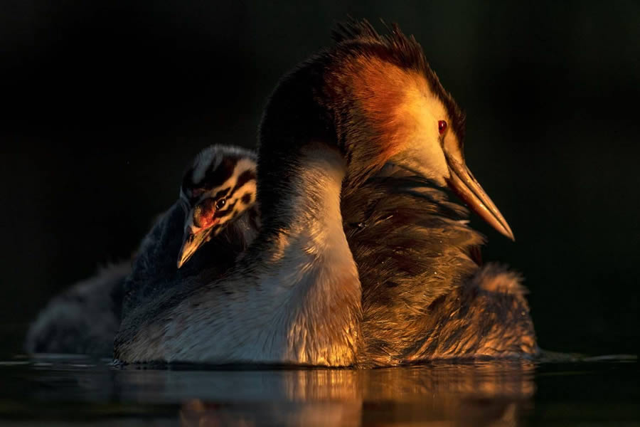 Bird Photography Winners - GDT Nature Photographer Of The Year