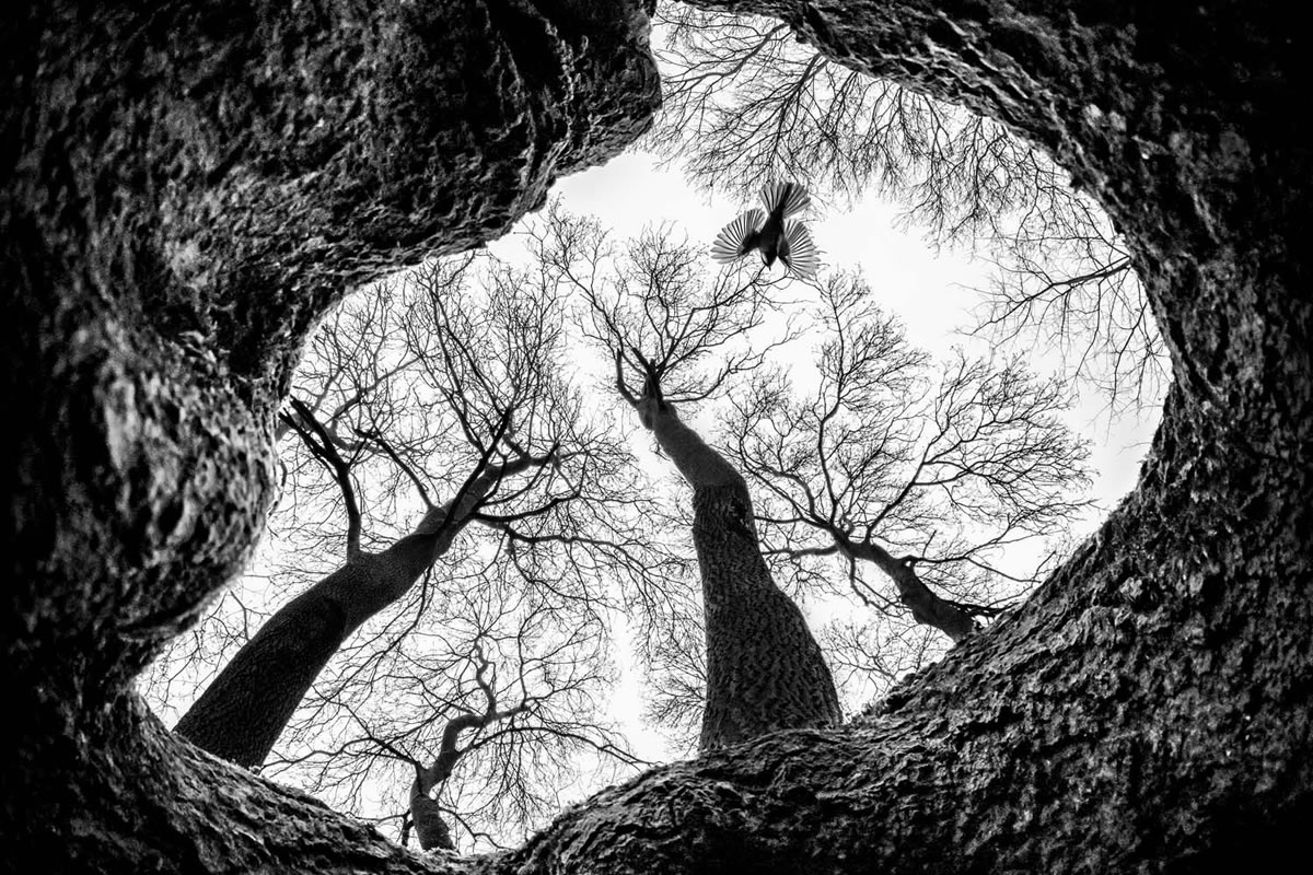 20 Beautiful-Bird Winning Photos From The GDT Nature Photographer Of The Year