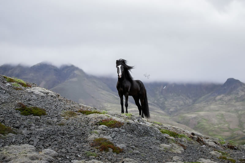 Beautiful Horses Of Iceland By Liga Liepina