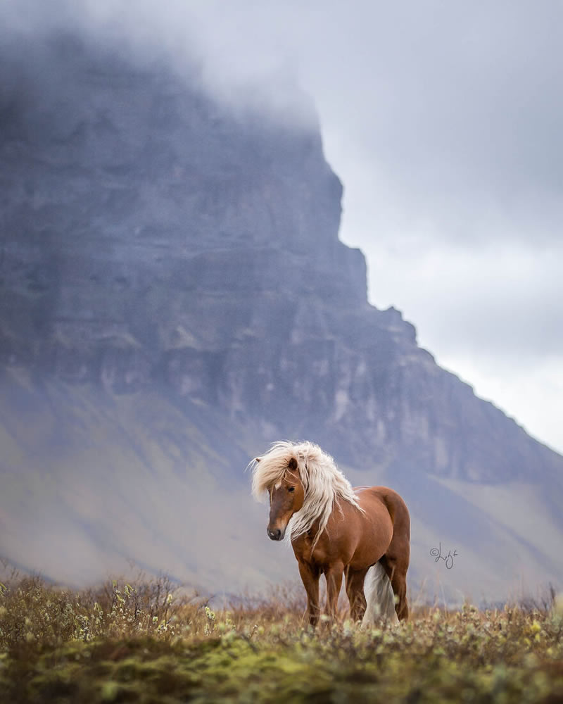 Beautiful Horses Of Iceland By Liga Liepina