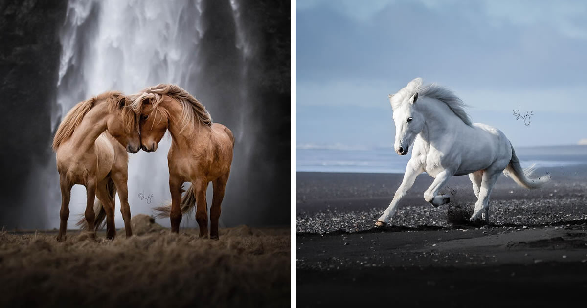 Photographer Liga Liepina Captures Beautiful Photos Of Horses In Icelandic Landscapes