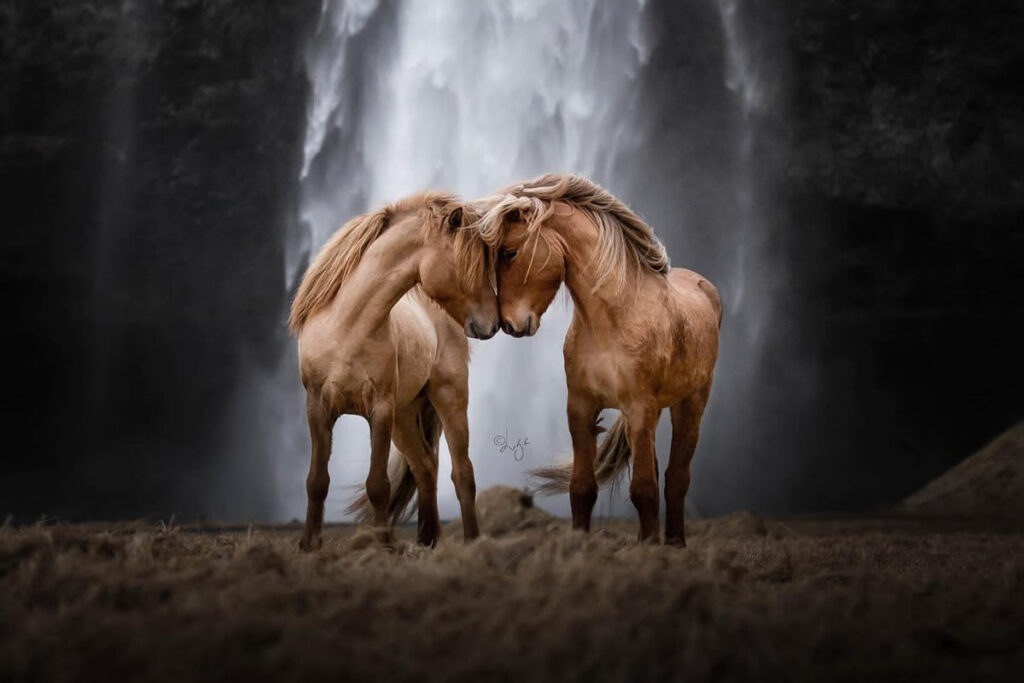Beautiful Horses Of Iceland By Liga Liepina