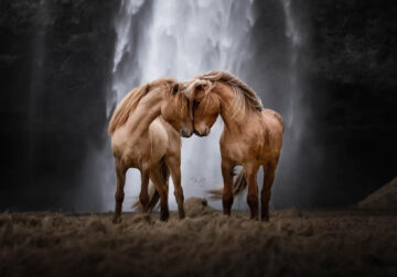 Beautiful Horses Of Iceland By Liga Liepina