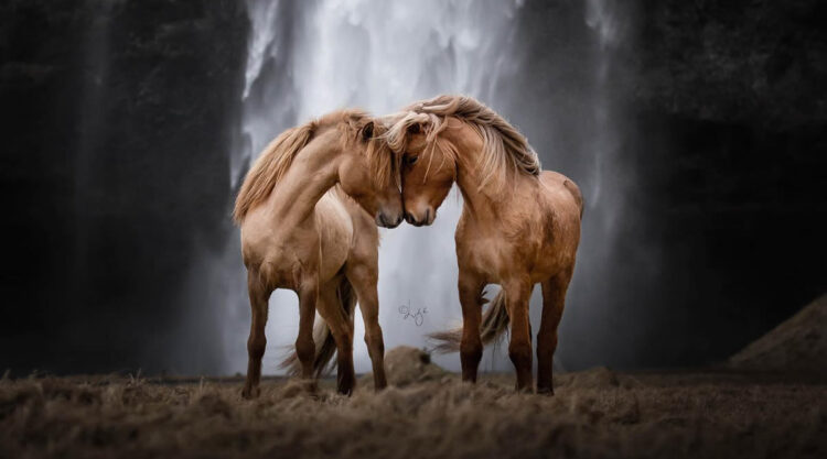 Beautiful Horses Of Iceland By Liga Liepina