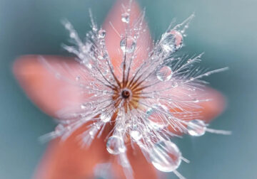 The Beauty Of Dew: Macro Photos Of Leaves And Flowers By Luci Rodriguez