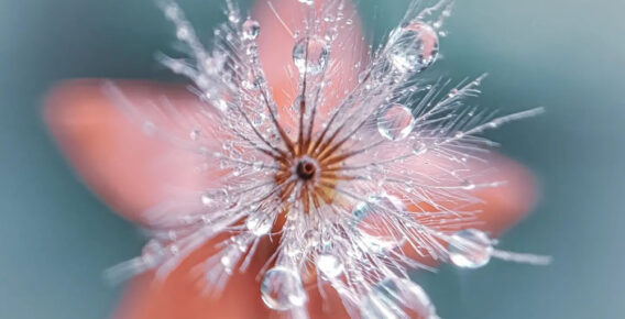 The Beauty Of Dew: Macro Photos Of Leaves And Flowers By Luci Rodriguez