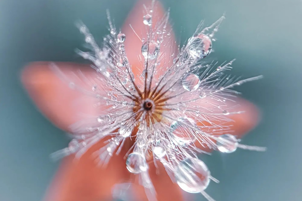 Macro Photos Of Leaves And Flowers By Luci Rodriguez