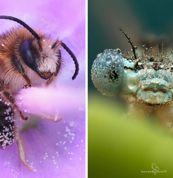 Close-Up Wonders: Mesmerizing Macro Photos Of Insects By Marit van Ekelenburg
