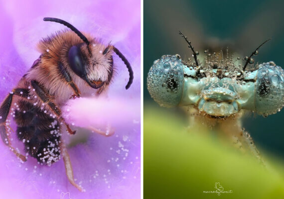 Close-Up Wonders: Mesmerizing Macro Photos Of Insects By Marit van Ekelenburg