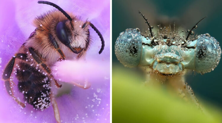 Macro Photos Of Insects By Marit van Ekelenburg