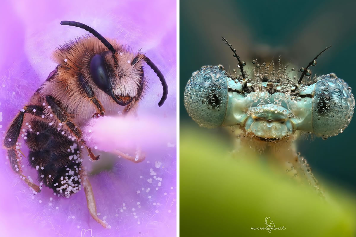 Macro Photos Of Insects By Marit van Ekelenburg