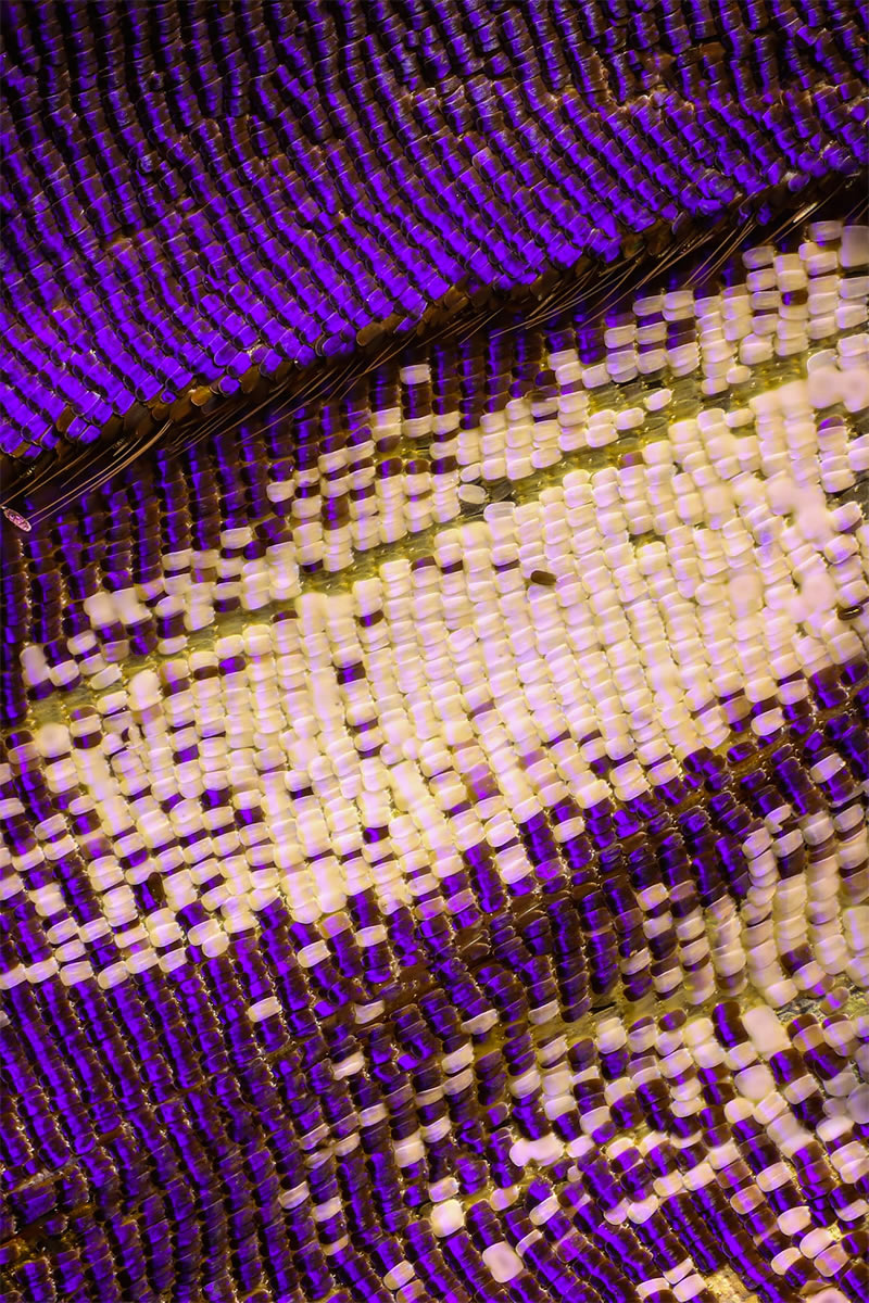 Striking Microscopic Photos Of Butterfly Wings By Chris Perani