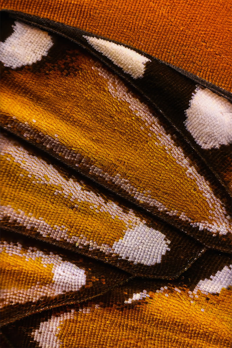 Striking Microscopic Photos Of Butterfly Wings By Chris Perani