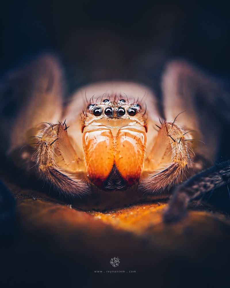 Close-Up Portraits Of Insects By Reynante Martinez