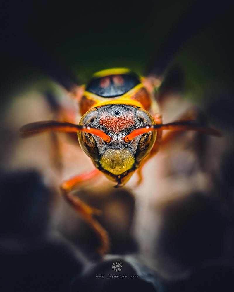Close-Up Portraits Of Insects By Reynante Martinez