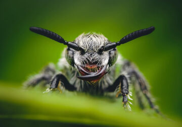 Close-Up Portraits Of Insects By Reynante Martinez