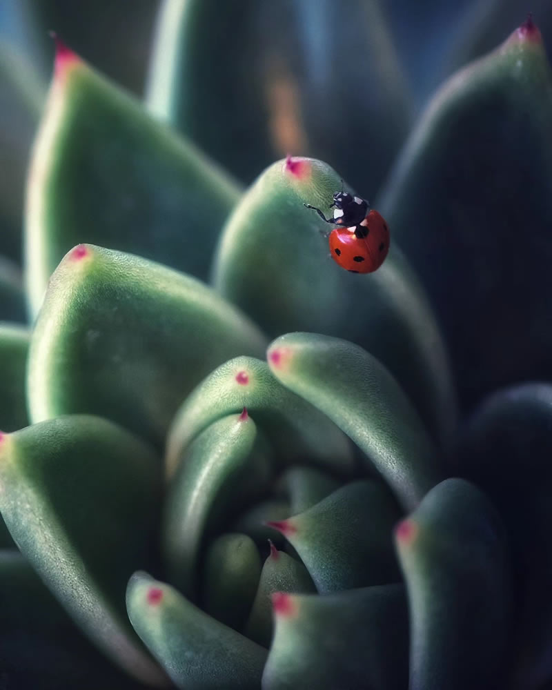 Macro Photos Of Ladybugs By Makis Bitos
