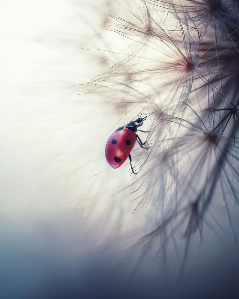 Macro Photos Of Ladybugs By Makis Bitos