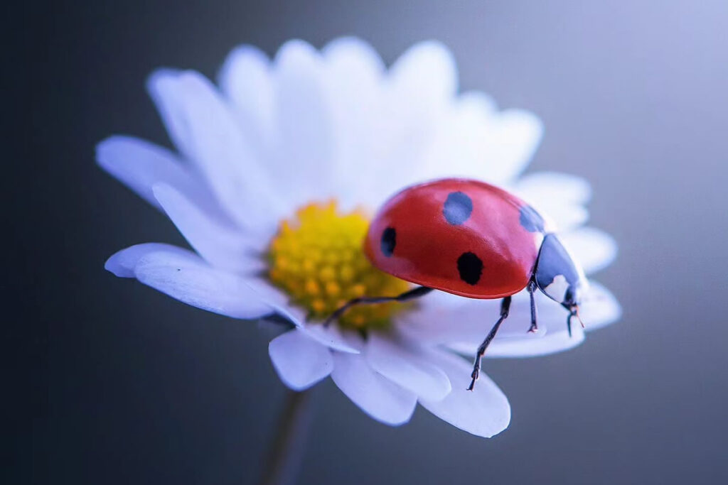 Macro Photos Of Ladybugs By Makis Bitos