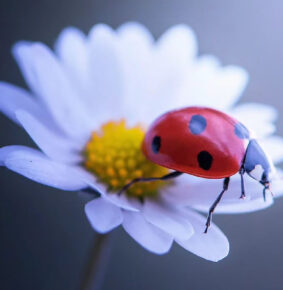 Photographer Makis Bitos Captures Mesmerizing Macro Photos Of Ladybugs