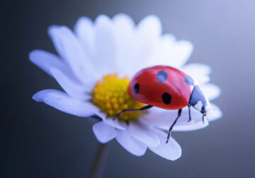 Photographer Makis Bitos Captures Mesmerizing Macro Photos Of Ladybugs