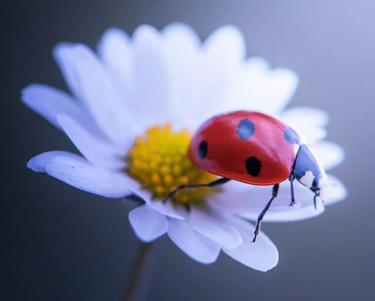 Photographer Makis Bitos Captures Mesmerizing Macro Photos Of Ladybugs