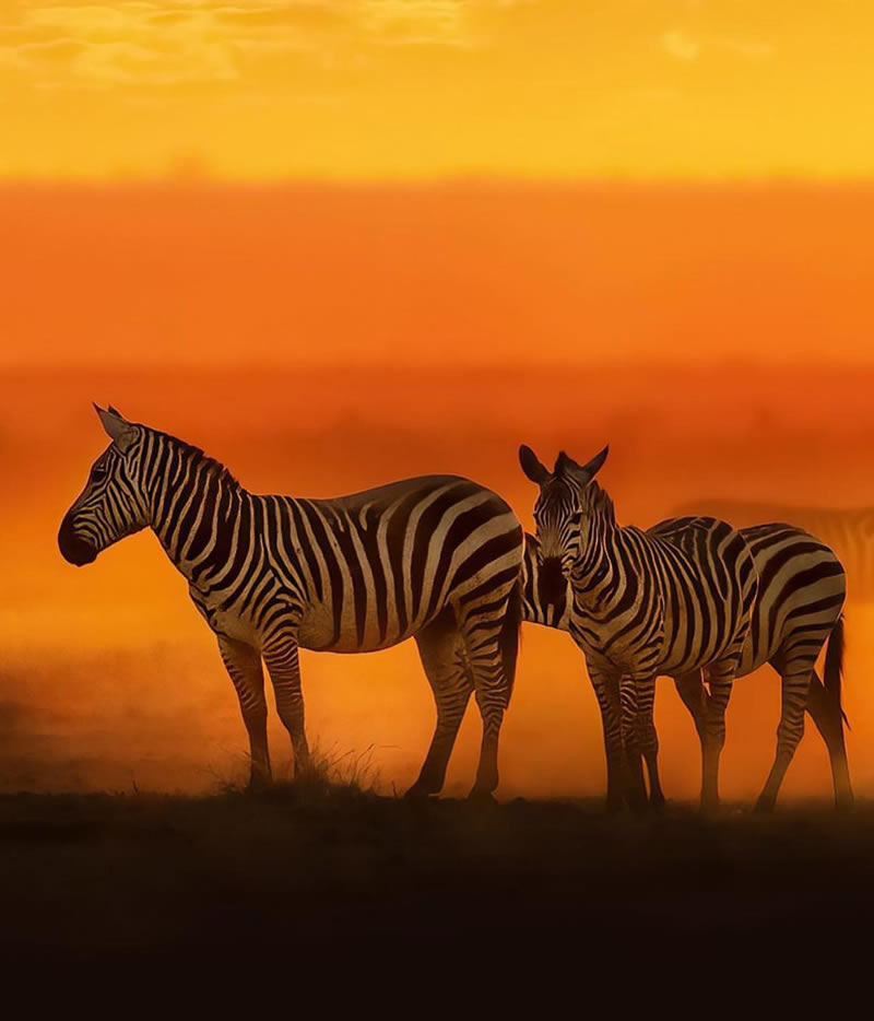 The Beauty Of South African Wildlife Photography 