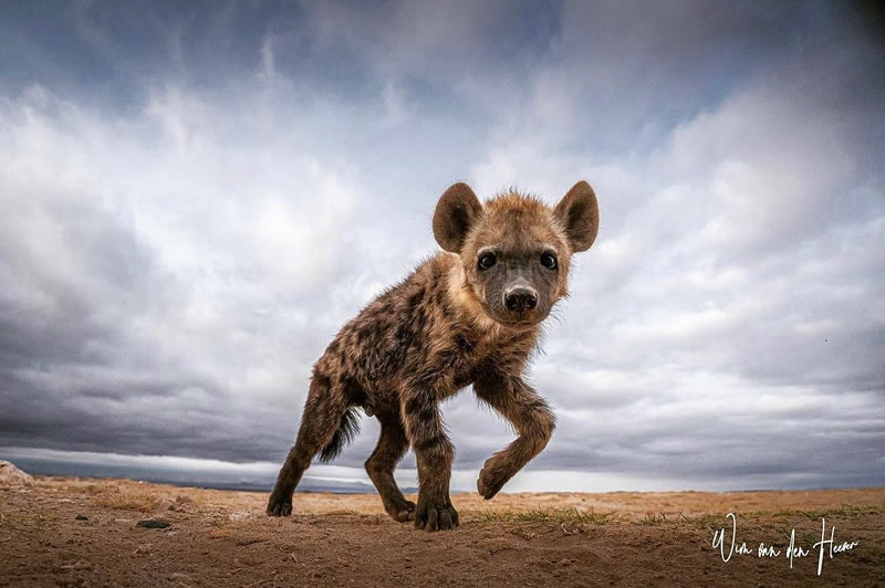 The Beauty Of South African Wildlife Photography 