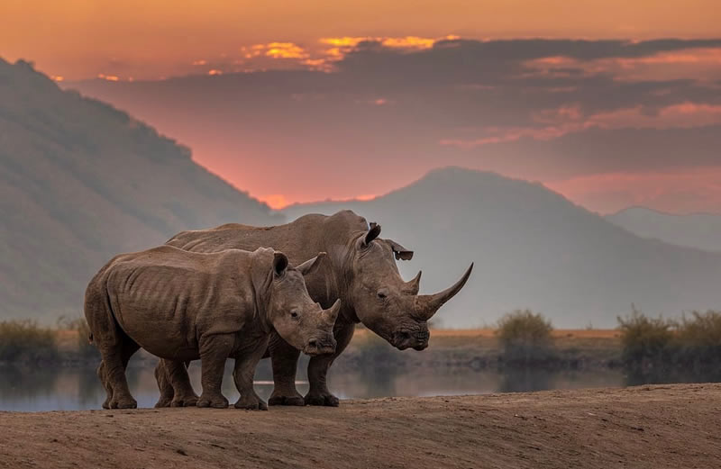 30 Incredible Photos That Showcase The Beauty Of South African Wildlife 