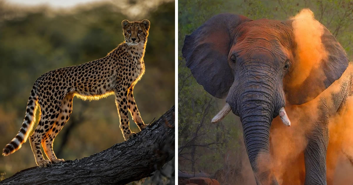 30 Incredible Photos That Showcase The Beauty Of South African Wildlife Photography