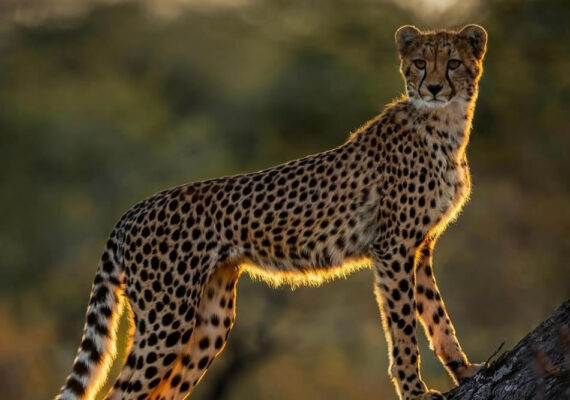 30 Incredible Photos That Showcase The Beauty Of South African Wildlife Photography