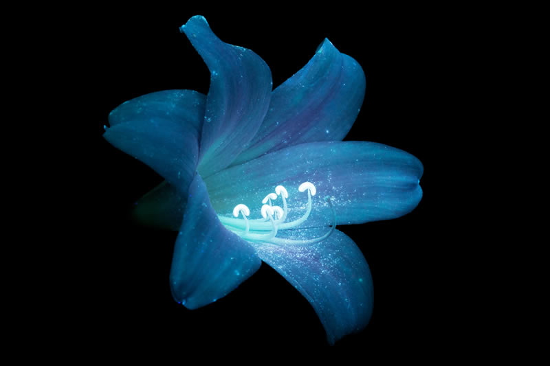 Ultraviolet Photos Of Sparkling Blooms By Craig Burrows