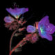 Ultraviolet Photos Of Sparkling Blooms By Craig Burrows