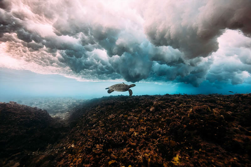 Breathtaking Underwater Photography By Matt Porteous